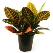 Costa Farms Live Indoor 14in. Tall Multi-color Croton Petra; Bright, Direct Sunlight Plant in 6in. Grower Pot