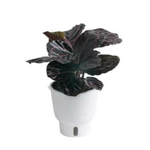 Dottie Rose Painted Prayer Plant - Calathea roseopicta 'Dottie' - Easy