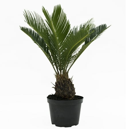 Costa Farms  Live Indoor 15in. Tall Green Sago Palm Tree; Bright, Indirect Sunlight Plant in 6in. Grower Pot