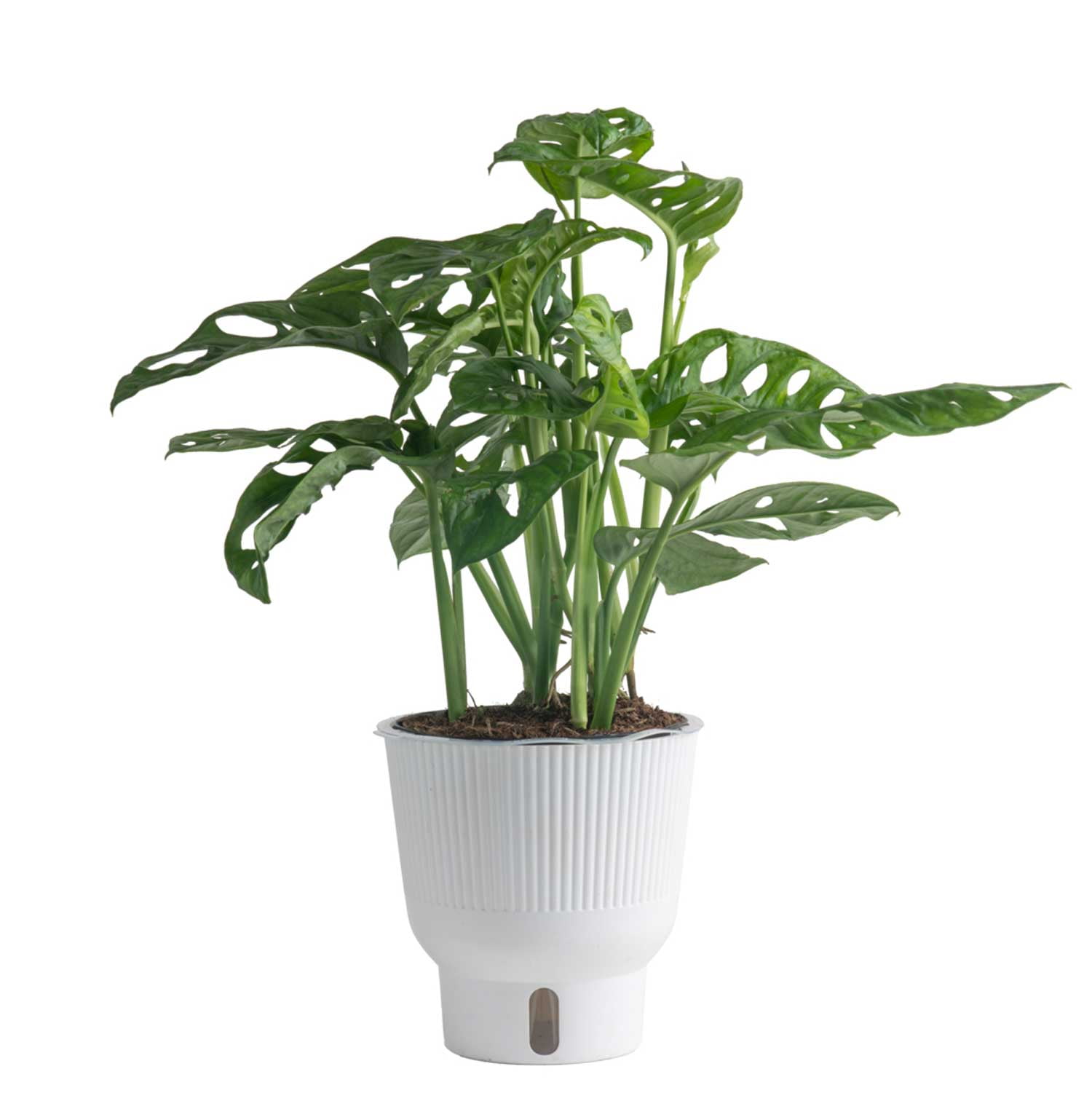 Monstera In Direct Sunlight