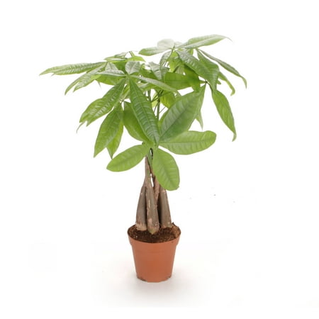 Costa Farms Live Indoor 16in. Tall Green Money Tree; Indirect Light Plant in 5in. Grower Pot