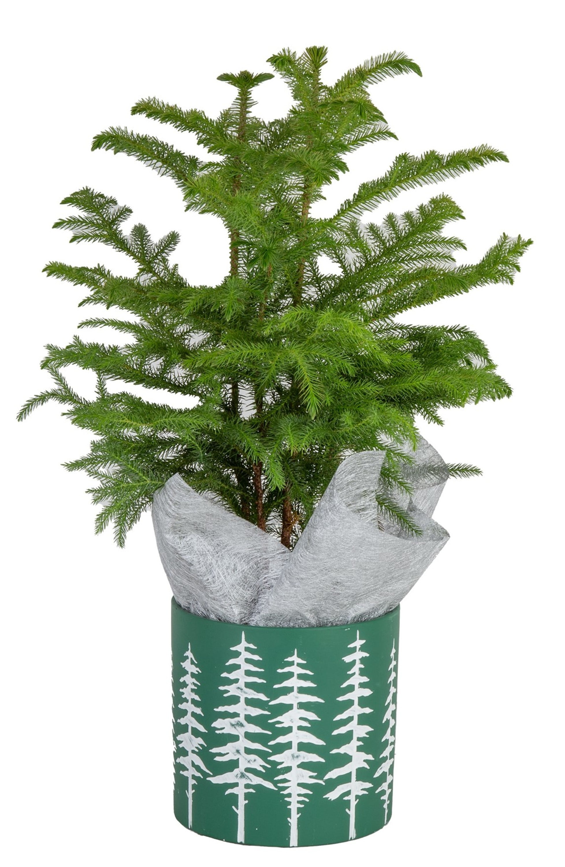 Costa Farms Live Indoor 18in Tall Christmas Tree Bright Direct Sunlight Plant In 6in 8619