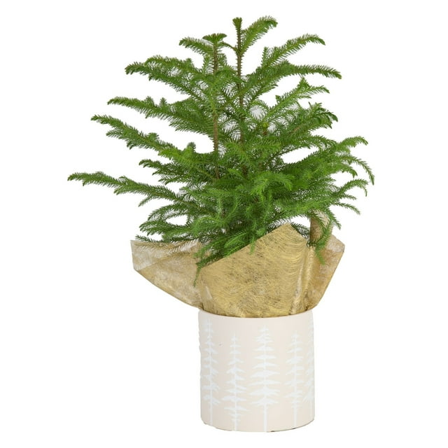 Costa Farms Live Indoor 18in Tall Christmas Tree Bright Direct Sunlight Plant In 6in An 0783