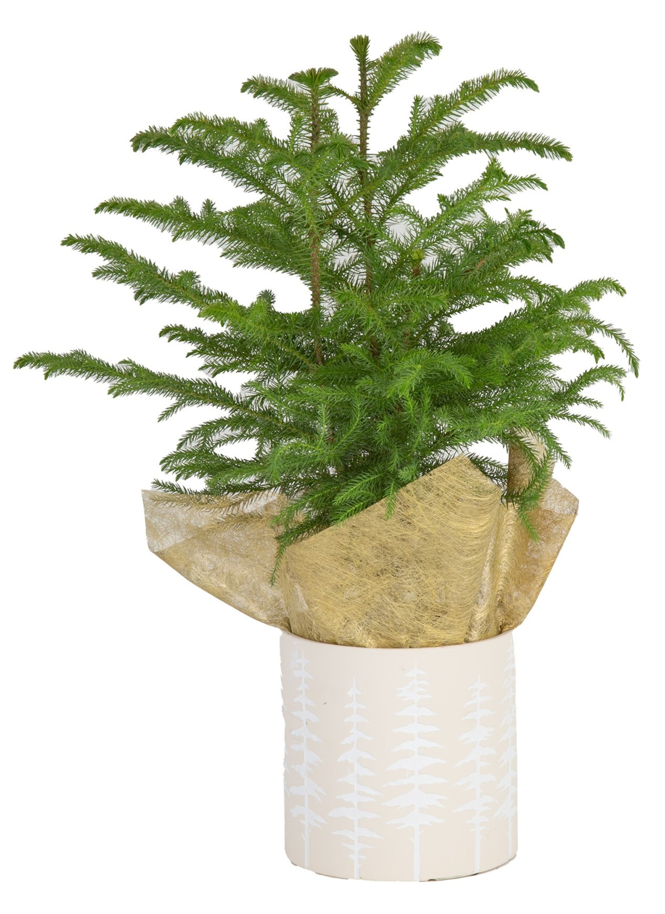 Costa Farms Live Indoor 18in Tall Green Norfolk Island Pine Bright Direct Sunlight Plant In