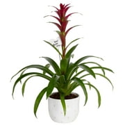Costa Farms Live Indoor 20in. Tall Assorted Color Bromeliad Indirect Sunlight Plant in 6in. Decor Pot