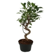 Costa Farms Live Indoor 21in. Tall Green Bonsai; Bright, Indirect Sunlight Plant in 6in. Grower Pot