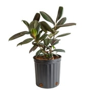 https://i5.walmartimages.com/seo/Costa-Farms-Live-Indoor-22in-Tall-Burgundy-Rubber-Bright-Indirect-Sunlight-Plant-in-10in-Grower-Pot_644b86bc-6d79-47e7-8d21-40c915c26365.66354adf7e93ec4c716d923f3274c95c.jpeg?odnWidth=180&odnHeight=180&odnBg=ffffff