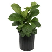 Costa Farms Live Indoor 22in. Tall Green Fiddle Leaf Fig; Bright, Indirect Sunlight Plant in 10in. Grower Pot