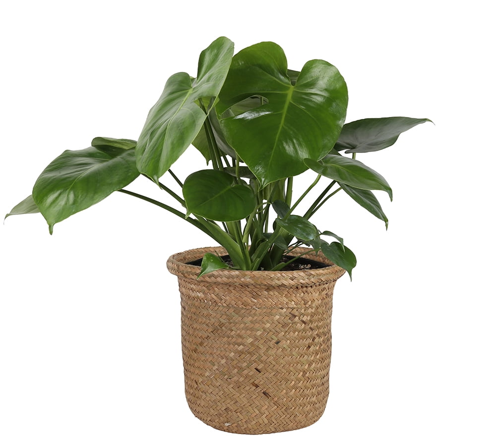 Costa Farms Live Indoor 10in. Tall Devil's Ivy Pothos; Medium, Indirect Light Plant in 6in. Grower Pot, Green