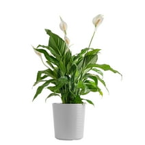 Costa Farms Live Indoor 27in. Tall White Peace Lily Plant; Indirect Sunlight Plant 9.25in. White Pot