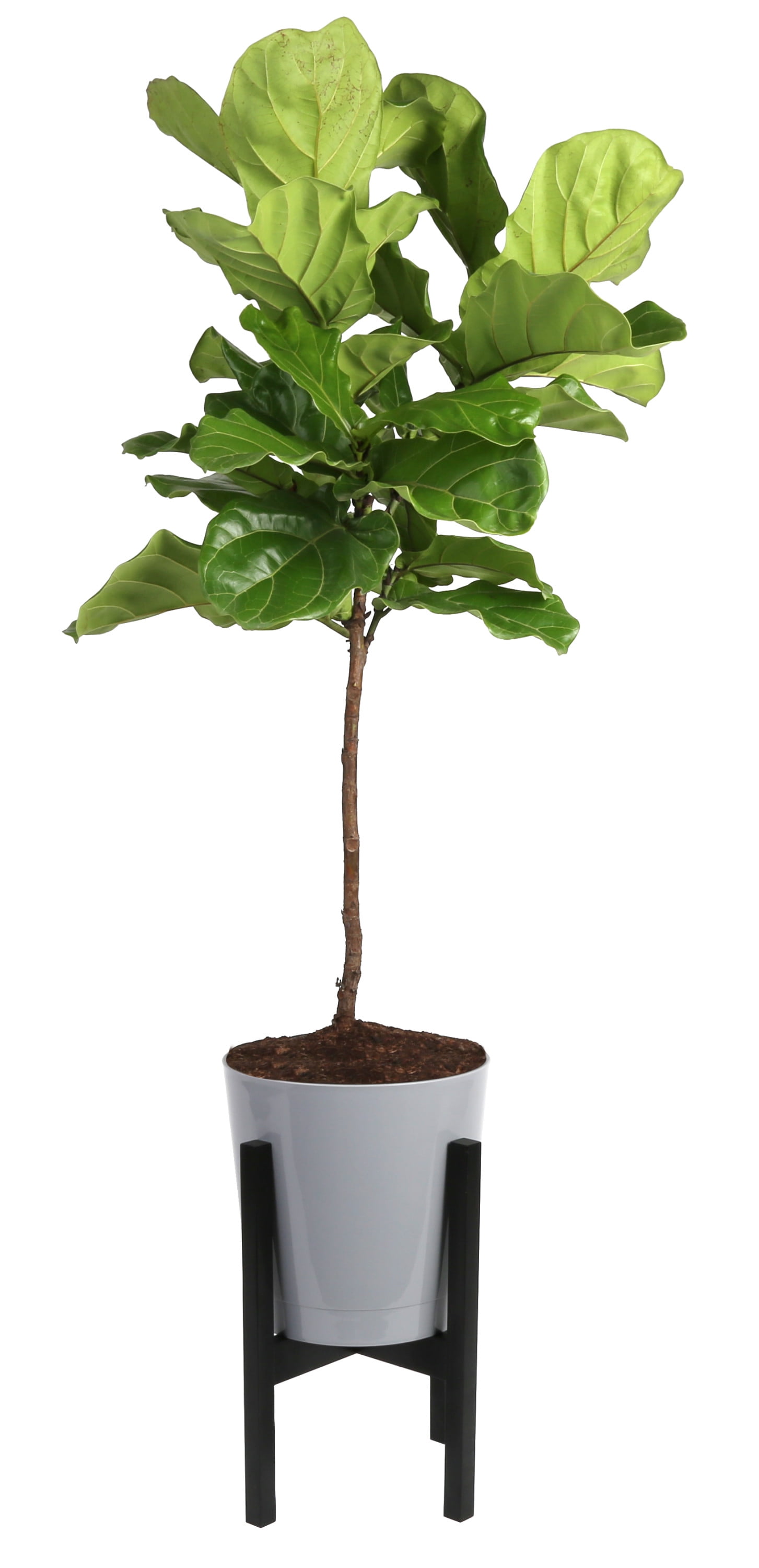 Costa Farms Live Indoor 3 To 4 Feet Tall Green Fiddle Leaf Fig Bright Indirect Sunlight Plant