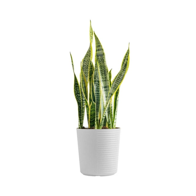 Costa Farms Live Indoor 30in. Tall Green Snake Plant; Bright Indirect