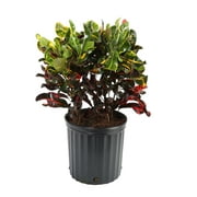 Costa Farms Live Indoor 30in. Tall Multi-color Croton Mammy; Bright, Direct Sunlight Plant in 10in. Grower Pot