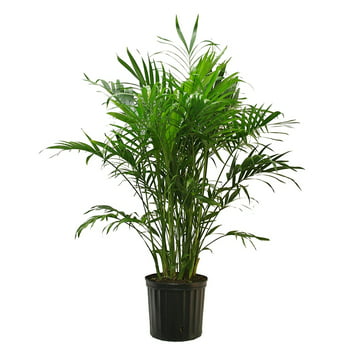 Costa Farms  Live Indoor 32in. Tall Green Cat Palm; Bright, Indirect Sunlight Plant in 10in. Grower Pot