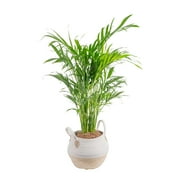 Costa Farms Live Indoor 32in. Tall Green Cat Palm; Bright, Indirect Sunlight Plant in 10in. Seagrass Planter
