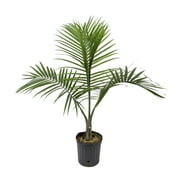 Costa Farms Live Indoor 36 in. Tall Majesty Palm Tree; Indirect Sunlight Plant in 10in. Grower Pot