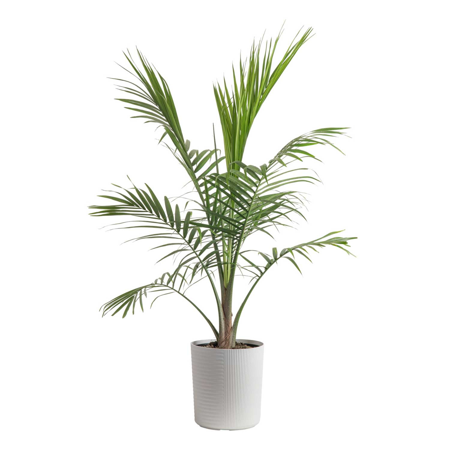 Costa Farms Live Indoor 36in. Tall Green Majesty Palm Tree; Indirect