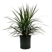 Costa Farms Live Indoor 36in. Tall Multi-color Madagascar Dragon Tree; Bright, Indirect Sunlight Plant in 10in. Grower Pot