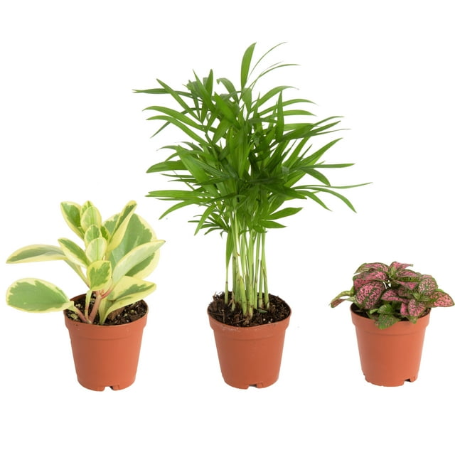 Find Your Perfect Costa Farms Live Indoor 4in. Tall Assorted Foliage