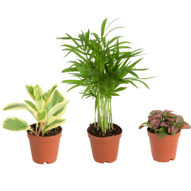Costa Farms Live Indoor 4in Tall Green Assorted Foliage Bright Indirect Sunlight Plant In 2in