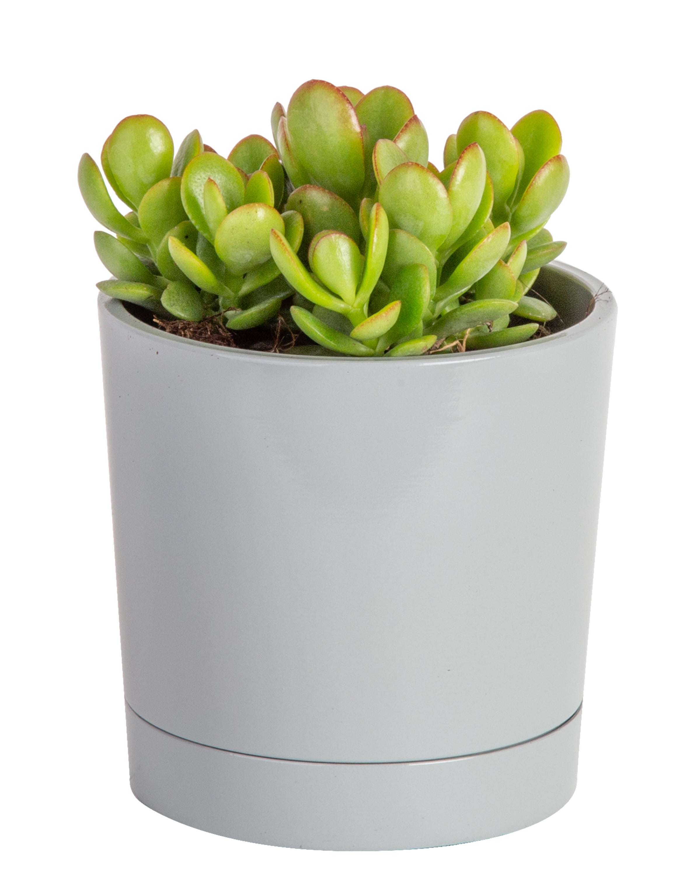 Costa Farms Live Indoor 6in Tall Green Jade Plant Bright Direct Sunlight Plant In 4in Décor