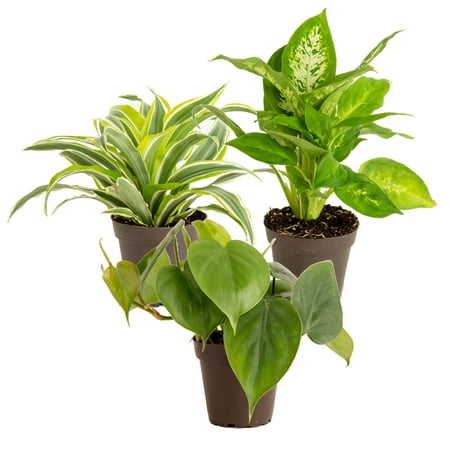 Costa Farms Live Indoor 8in. Green Assorted Foliage, Bright Indirect Sunlight, 3.8 in. Grower Pot 3-Pk