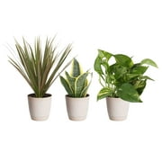 Costa Farms Live Indoor 8in. Tall Assorted Foliage, Clean Air Plant in 4in. Décor Pot, 3-Pack