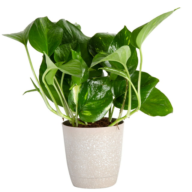 Costa Farms Live Indoor 8in Tall Green Devils Ivy Pothos Indirect Light Plant In 4in Décor