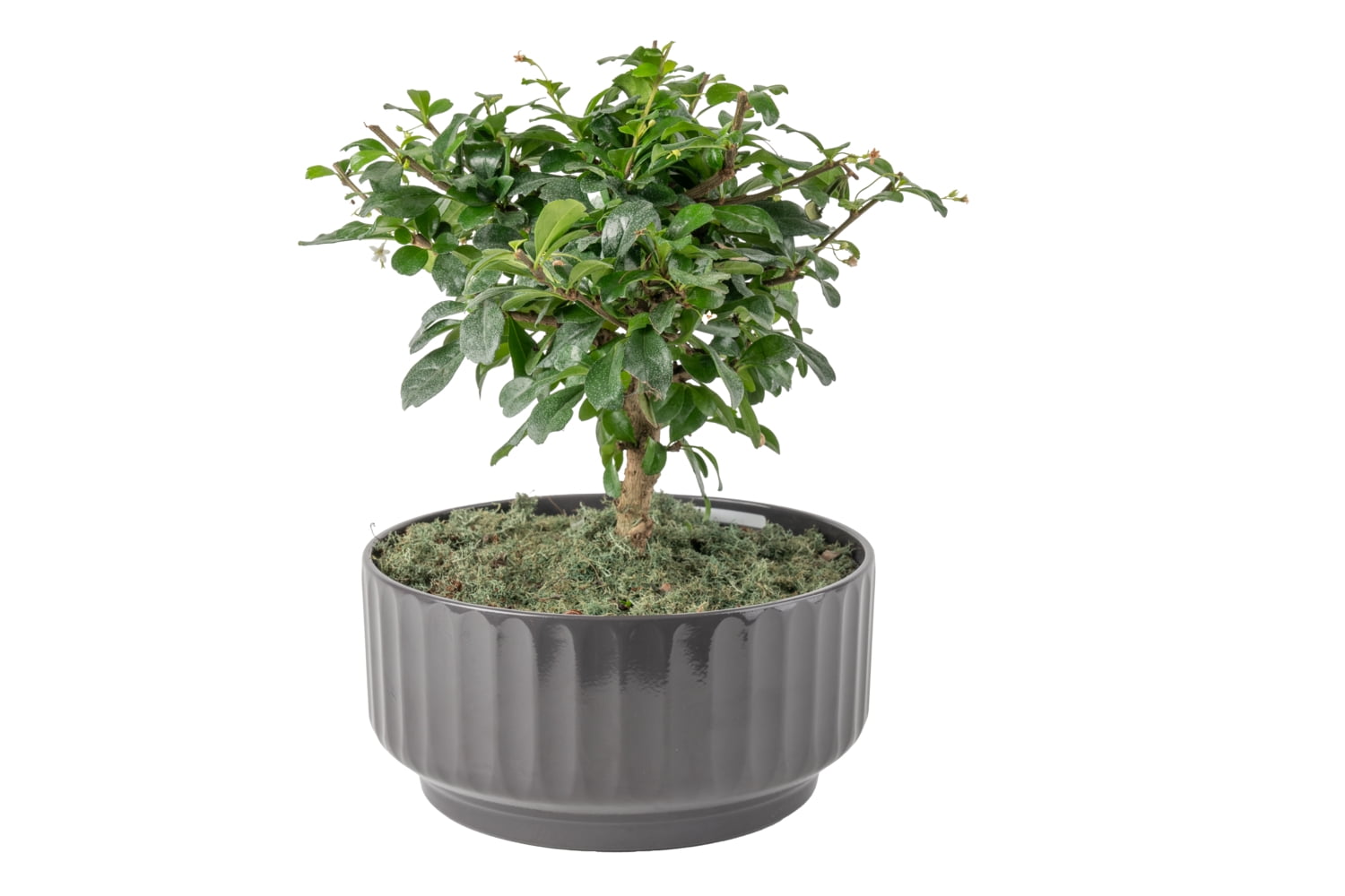 dracaena cinthos Dracaena Cintho Branched Hydro Indoor Plants - Easy Care | Hortology