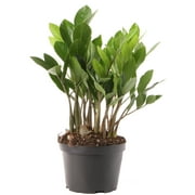 Costa Farms Live Indoor, Outdoor12in. Tall ZZ Plant; Medium, Indirect Sun Light in 6in. Grower Pot