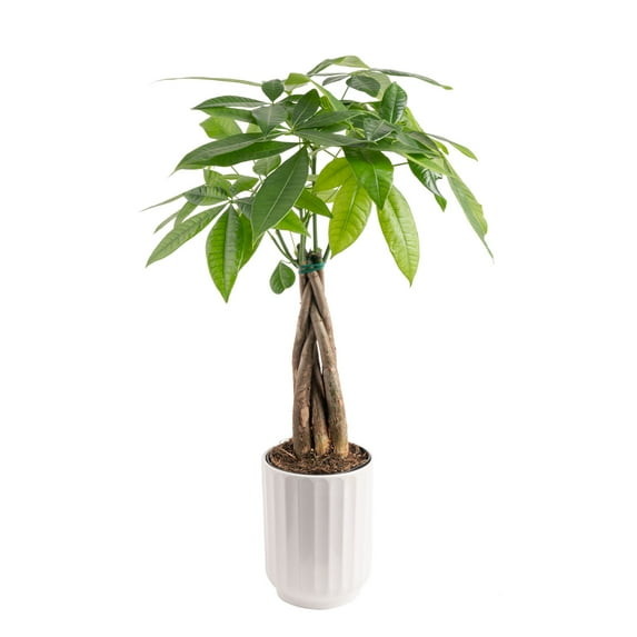 Costa Farms Live Indoor Plant 16in Tall Green Money Tree in 5in Decor Pot