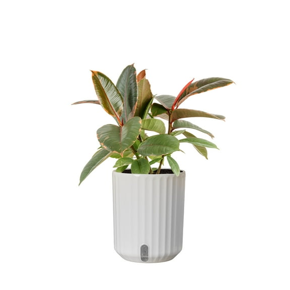 Costa Farms 16" Ficus Assorted House Plant in 6" Self-Watering Pot