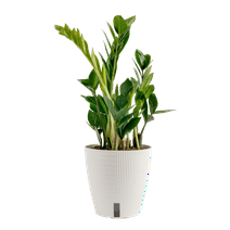Costa Farms Live Indoor and Outdoor 12in. Tall Green ZZ Plant in 6in. Self-Watering Planter
