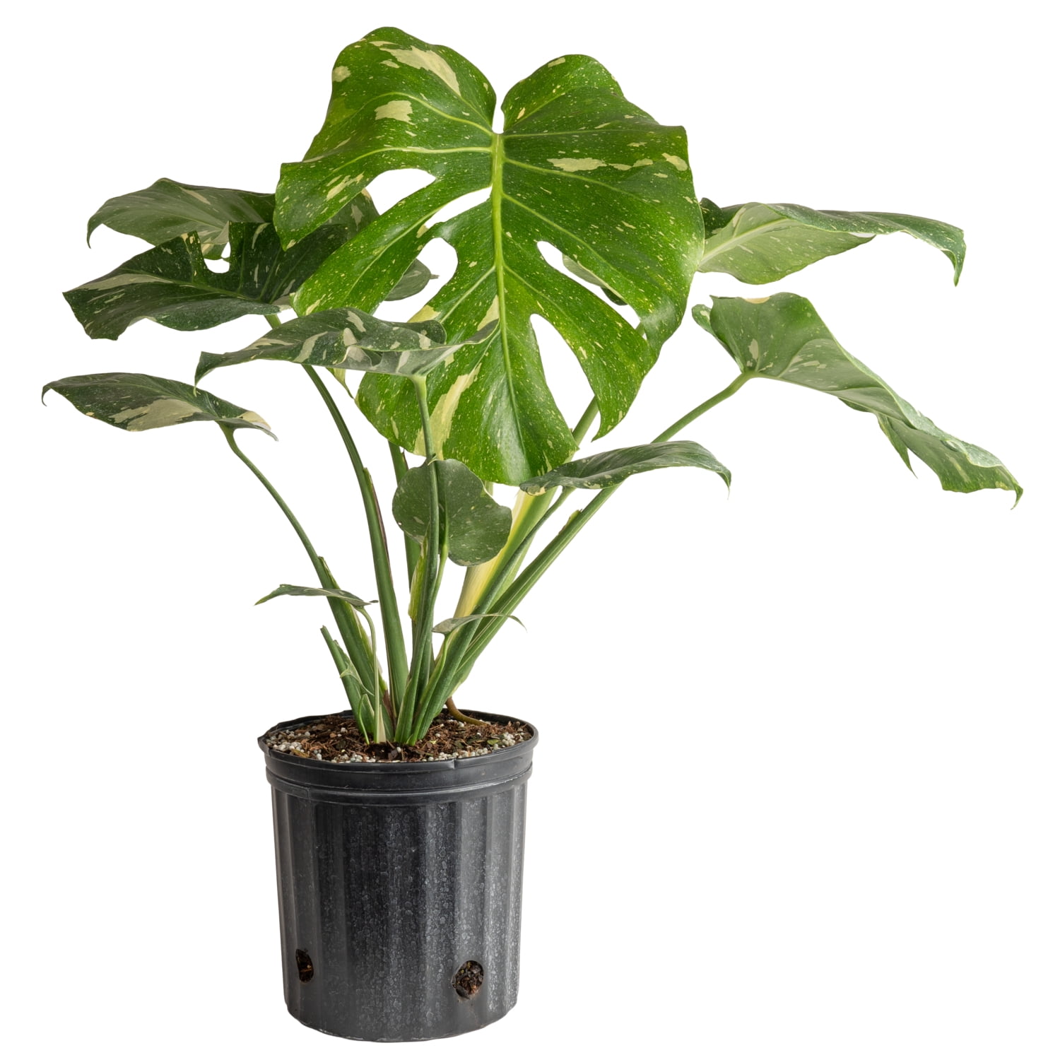 Costa Farms Live Monstera Deliciosa Thai Constellation in 10in Growers Pot