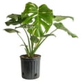thumbnail image 1 of Costa Farms Live Monstera Deliciosa Thai Constellation in 10in Growers Pot, 1 of 6