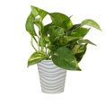 Costa Farms Live Pothos Plant, Easy Care Vining Live Indoor Houseplant