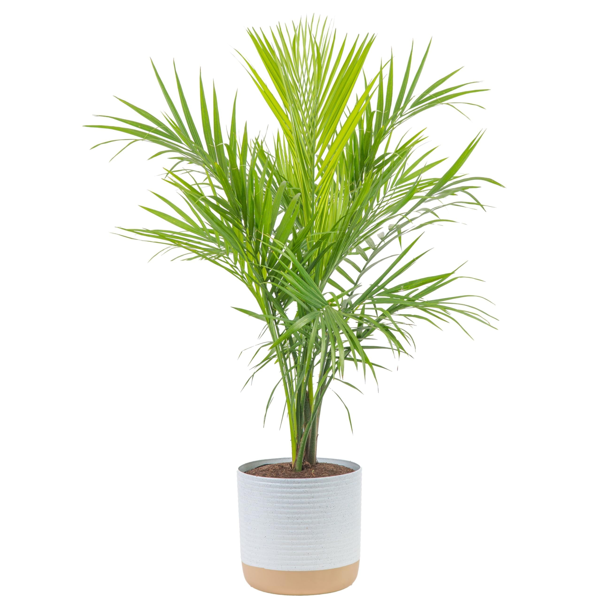 Costa Farms Majesty Palm Live Plant, Live Indoor and Outdoor Palm Tree