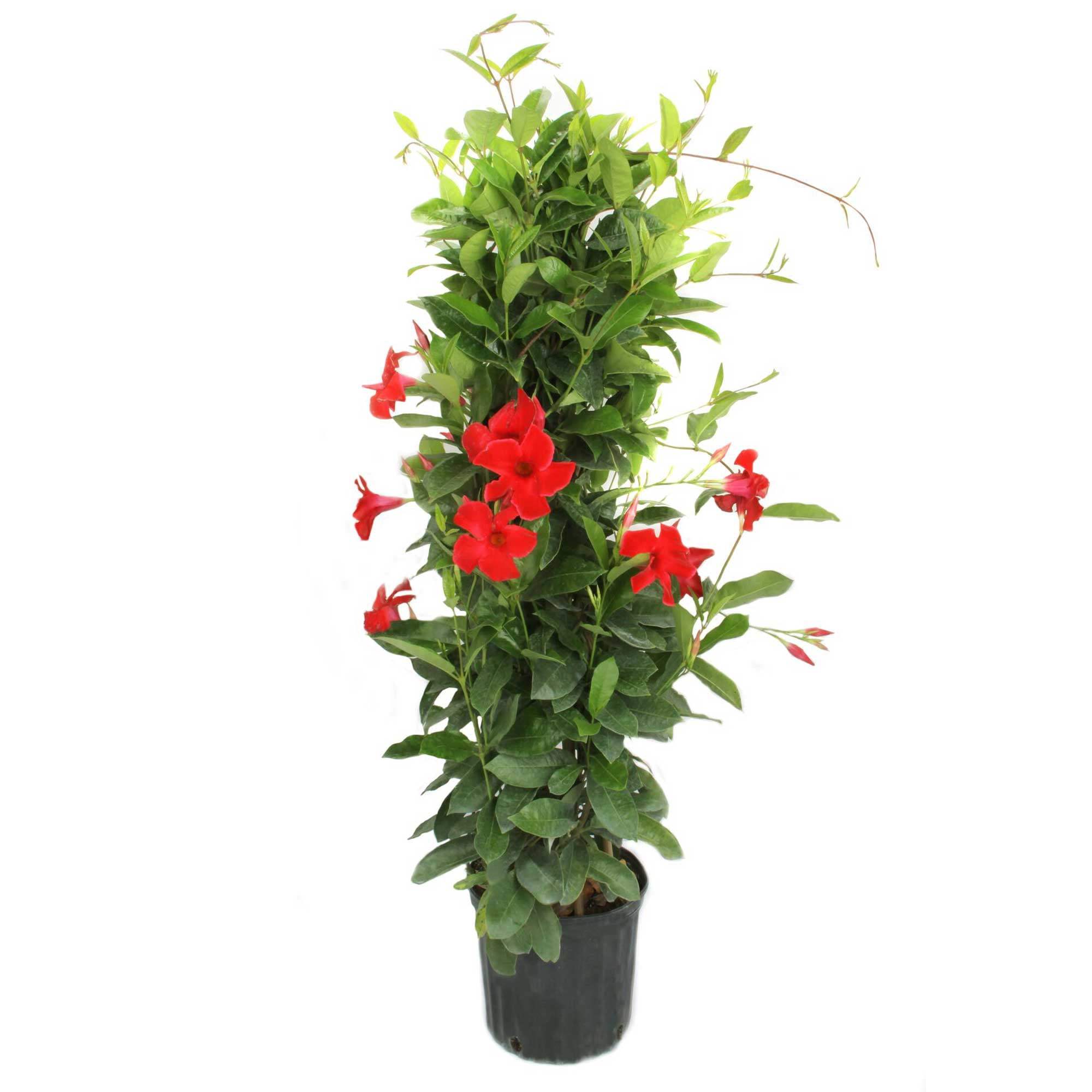 Island Blooms  Mandevilla 48" Live Outdoor Plant in 12" Grower Pot