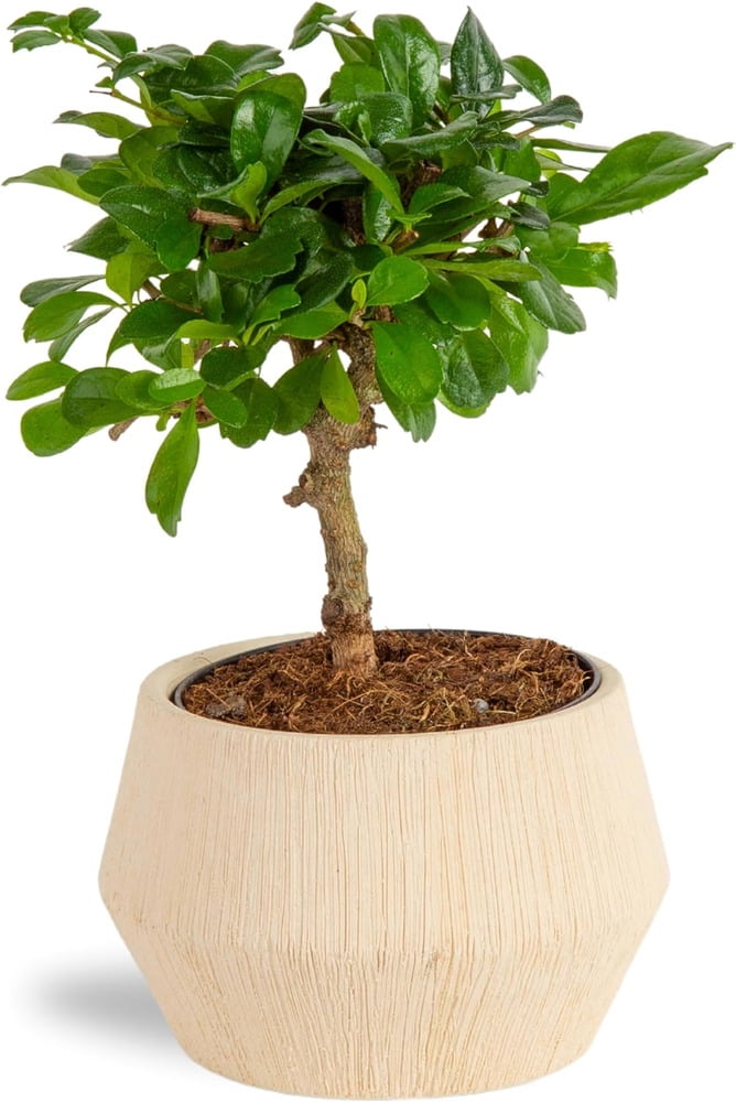 Costa Farms Mini Bonsai Tree, 1Year Old Grower'S Choice Live Indoor Plant, Easy