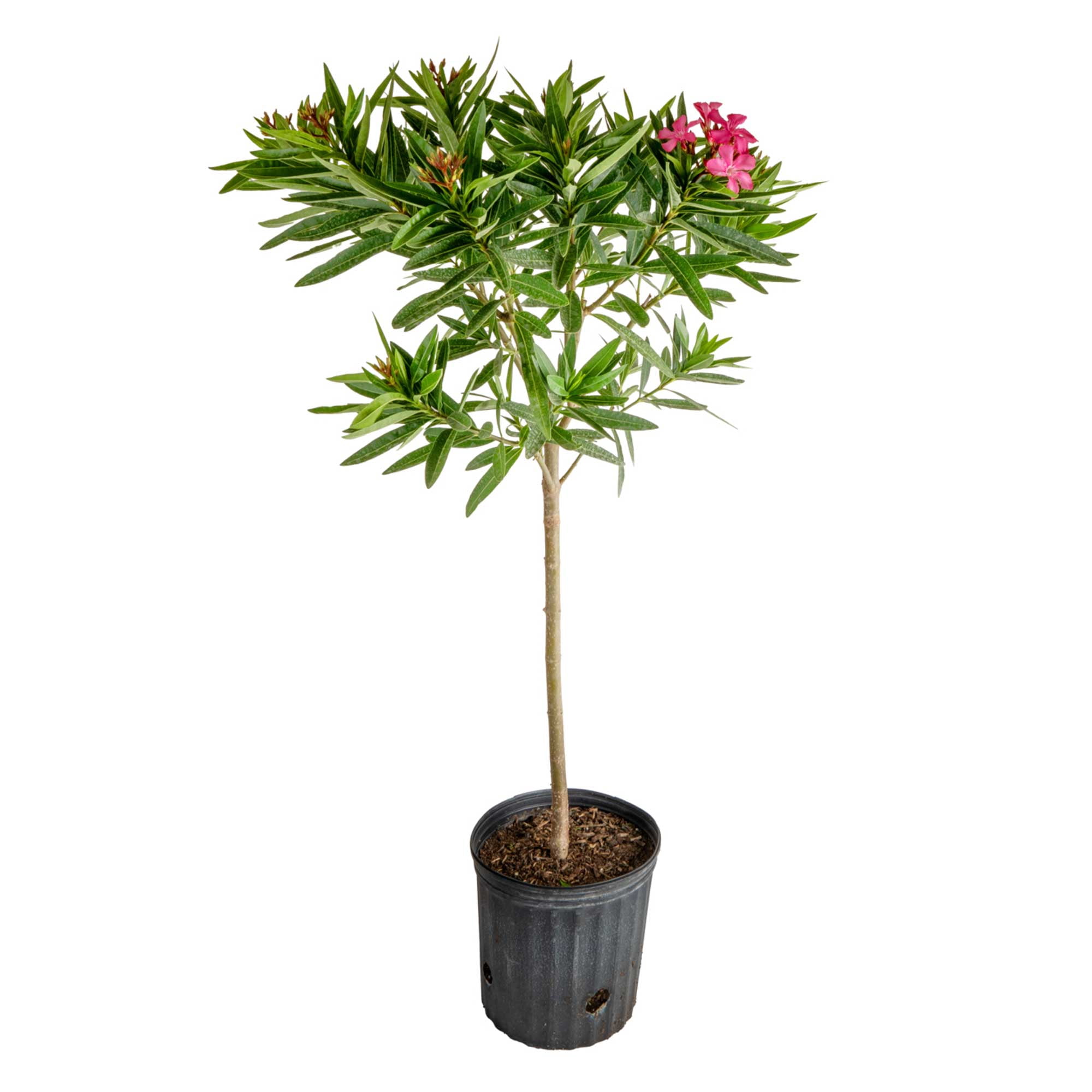 Island Blooms by Costa Farms 28" Tall Oleander Standard Direct Sunlight, Live Flowering Outdoor Plant