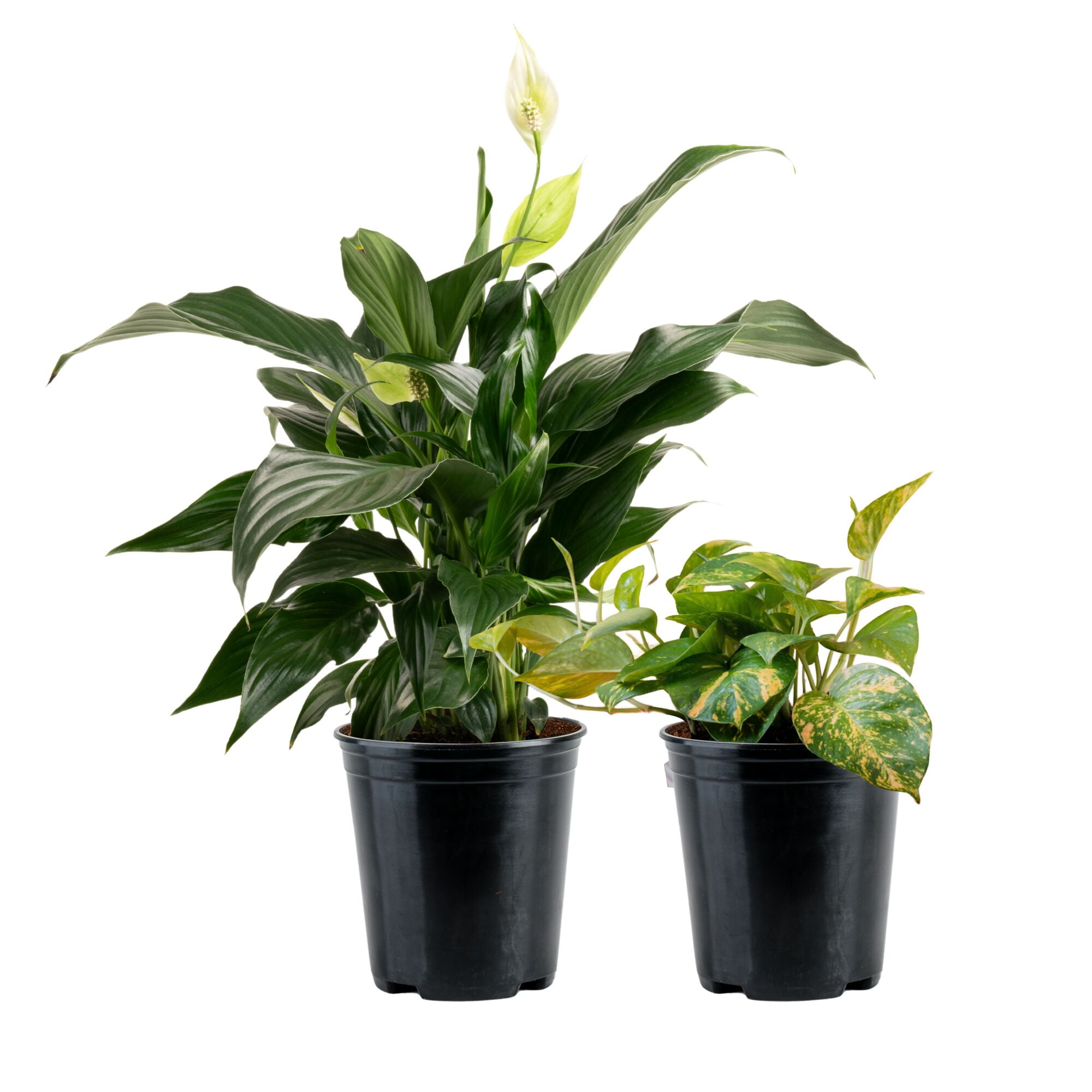 yucca succulent Metal Yucca Plant (Medium) | Faux Yucca main image 0
