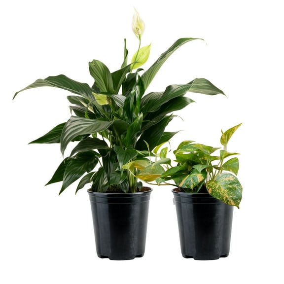 Costa Farms Peace Lily and Golden Pothos Live Plants in 5" Grower Pot
