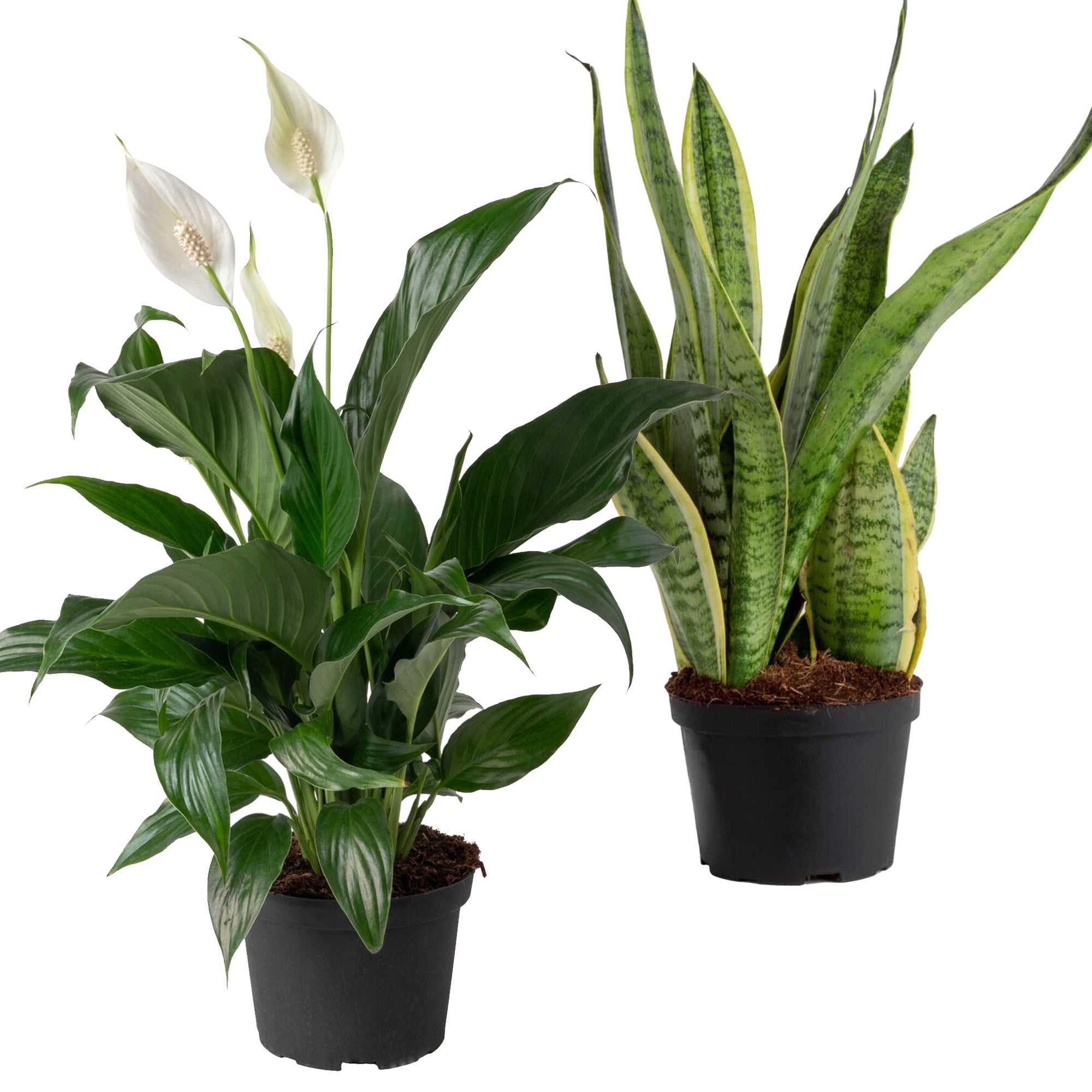 Costa Farms, Peace Lily and Snake Plant, Bright Indirect Sunlight