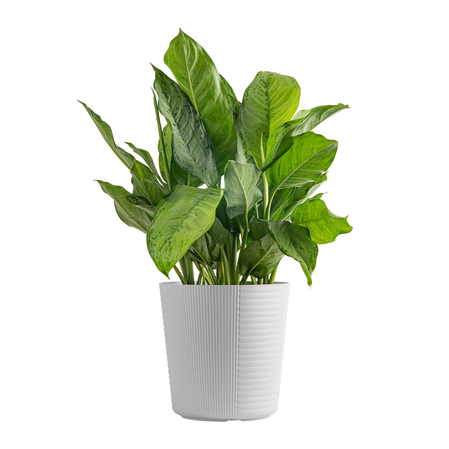 Costa Farms Plants Live Indoor 24in. Tall Dieffenbachia; Indirect