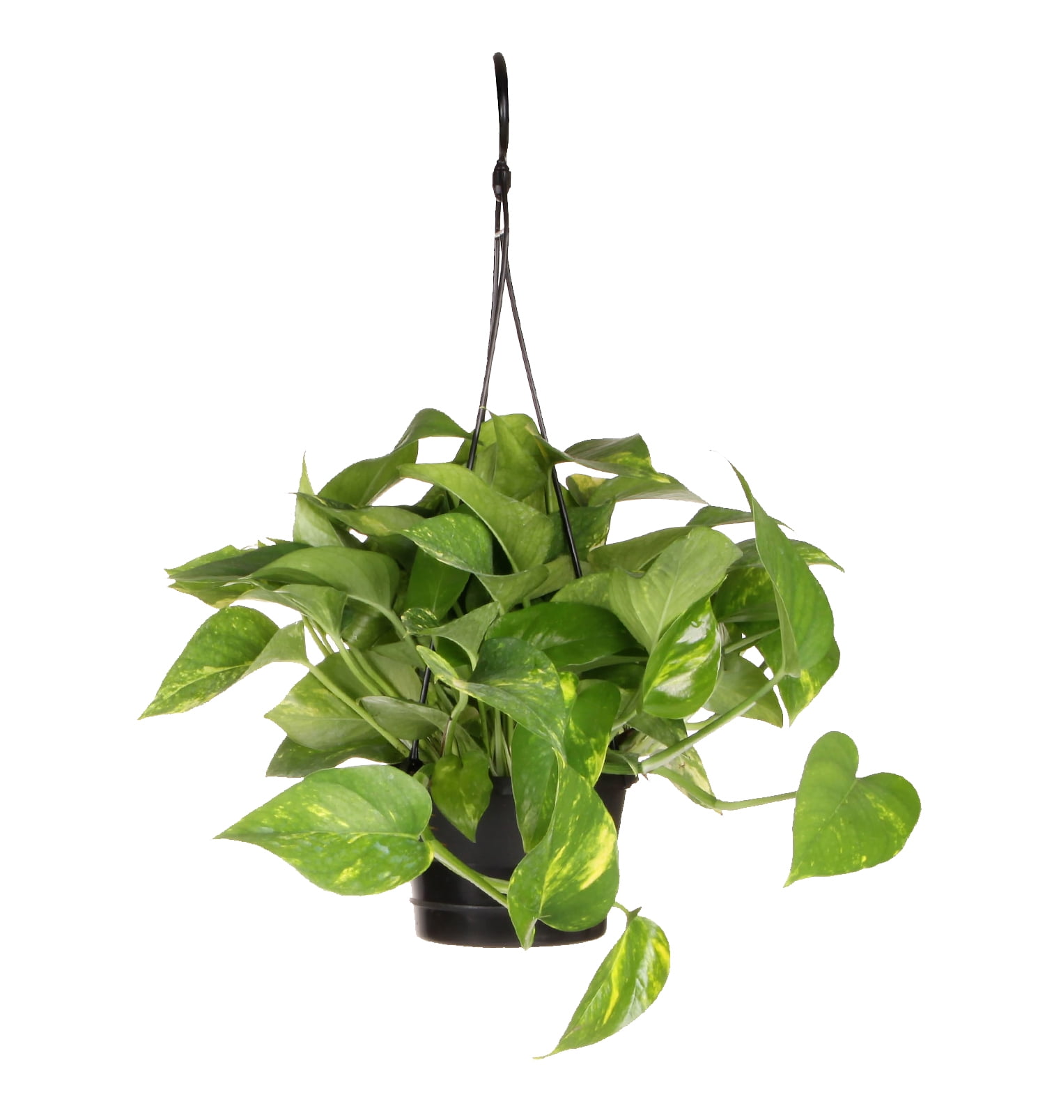 Costa Farms Plants With Benefits Live Indoor Green Devil's Ivy Pothos Plant in Basket