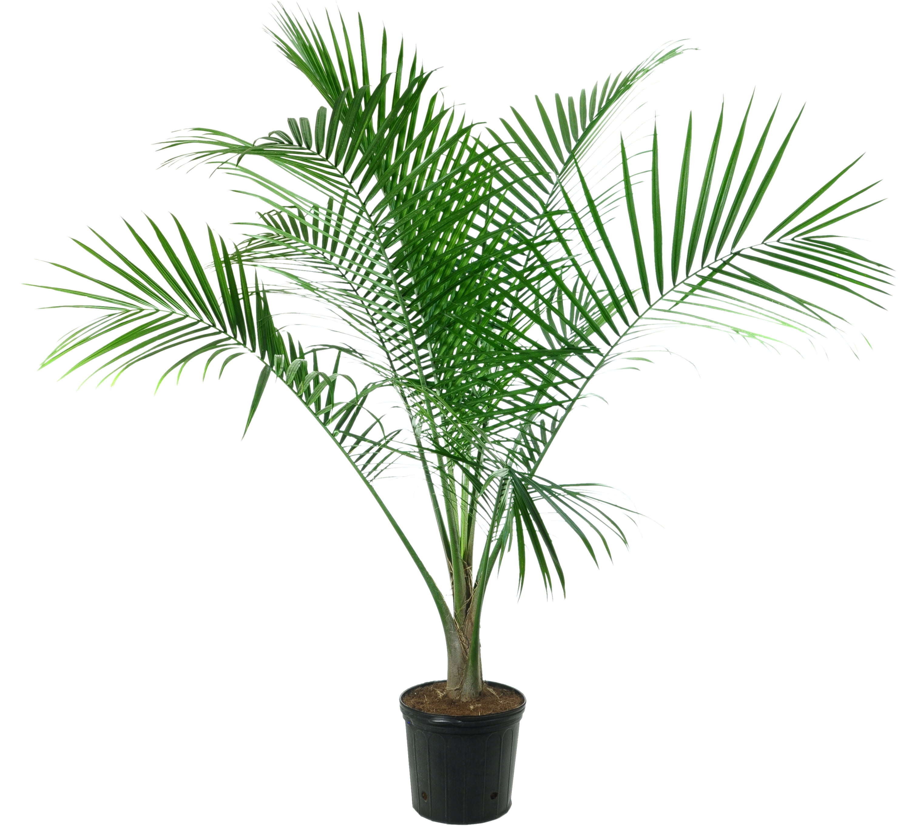 braided money tree Buy Money Tree Braided - Good Luck Tree