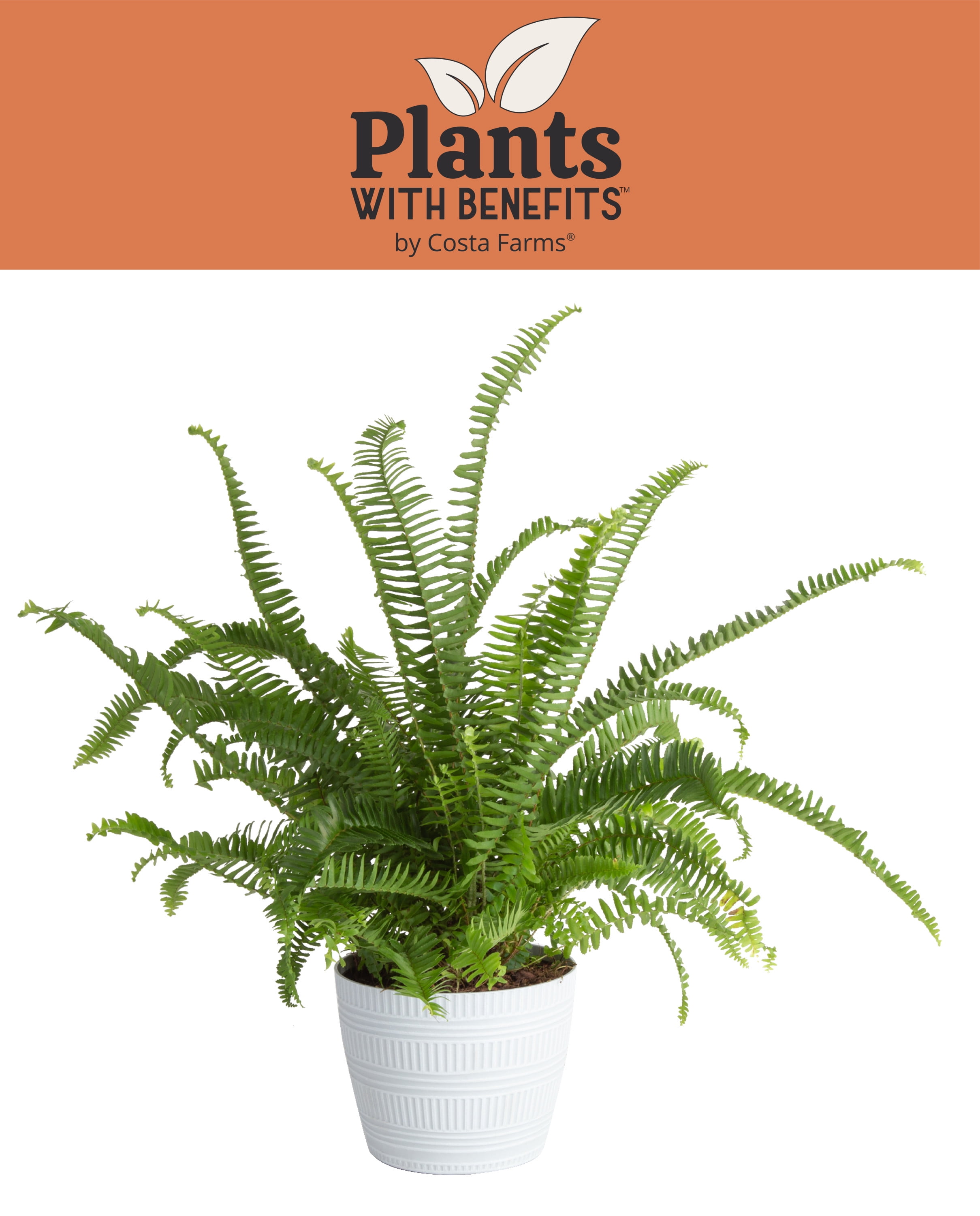 Costa Farms Plants with Benefits Live Indoor 14in. Tall Green Fern; Bright, Indirect Sunlight