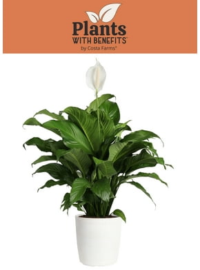Perennials in Live Plants - Walmart.com