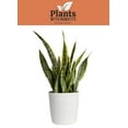 Costa Farms Plants with Benefits Live Indoor 30in. Tall Green Snake Plant; Bright, Indirect