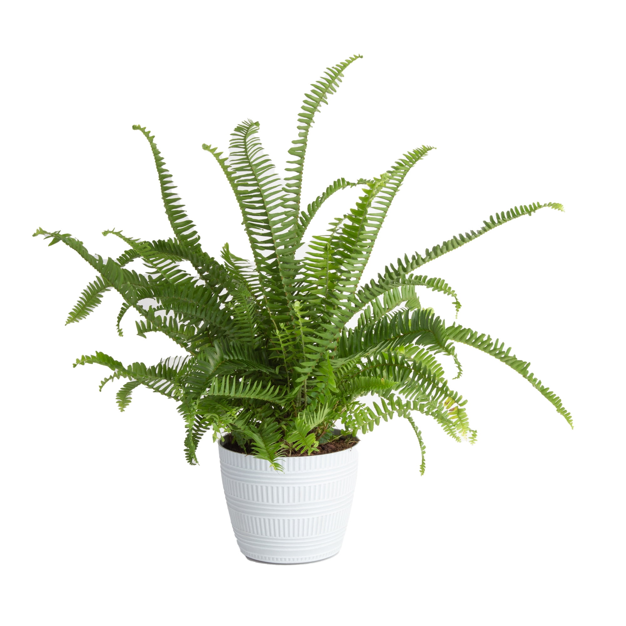 Costa Farms Plants with Benefits Live Indoor Green Kimberly Queen Fern Plant  in 6in. Dcor Pot - Walmart.com